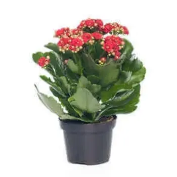 Firenze Bloemenatelier – Handgemaakte Boeketten, Bloemstukken & Planten Red Kalanchoe