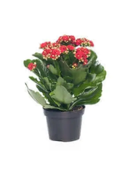 Kalanchoé Rouge