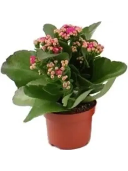 Kalanchoë Roos