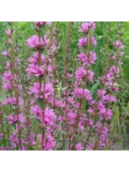 Kattenstaart – Lythrum virgatum
