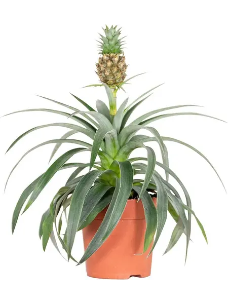 Pineapple Plant – Bromelia Ananas ‘Corona’