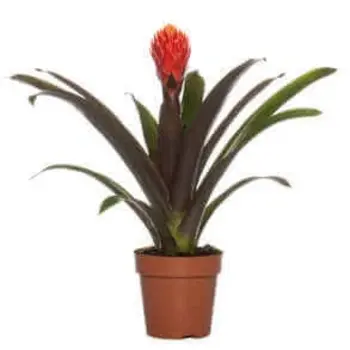 Bromelia Guzmania ‘Rockyflower’ Rouge