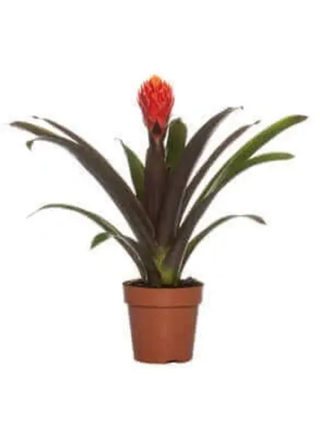 Bromelia Guzmania ‘Rockyflower’ Rouge