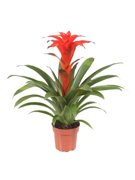 Bromelia Guzmania Calypso