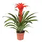 Firenze Bloemenatelier – Handgemaakte Boeketten, Bloemstukken & Planten Bromelia Guzmania Calypso