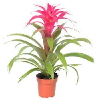 Firenze Bloemenatelier – Handgemaakte Boeketten, Bloemstukken & Planten Bromelia Guzmania Roos