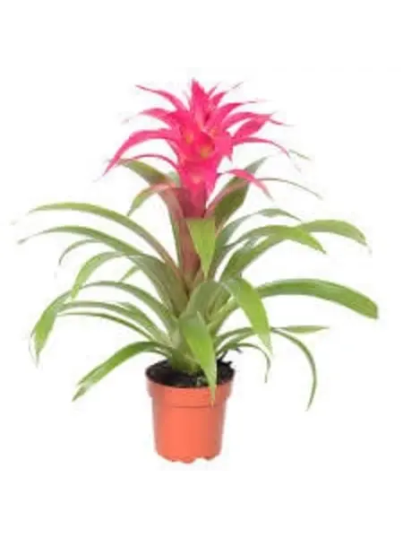 Bromelia Guzmania Roos