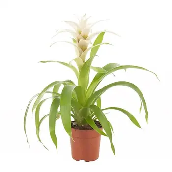 Bromelia Guzmania Blanche