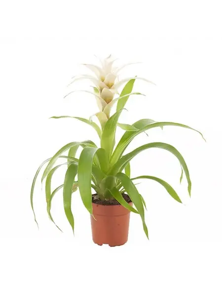 Bromelia Guzmania White