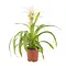 Firenze Bloemenatelier – Handgemaakte Boeketten, Bloemstukken & Planten Bromelia Guzmania Blanche