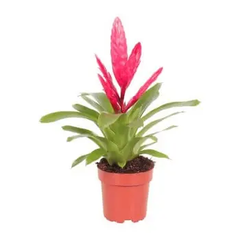 Bromelia Vriesea 'Intenso' Rose