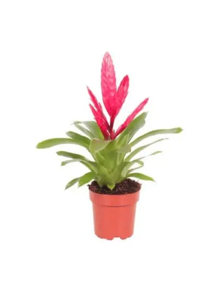 Bromelia Vriesea 'Intenso' Pink