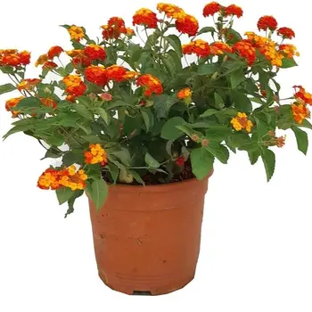 Wisselbloem – Lantana