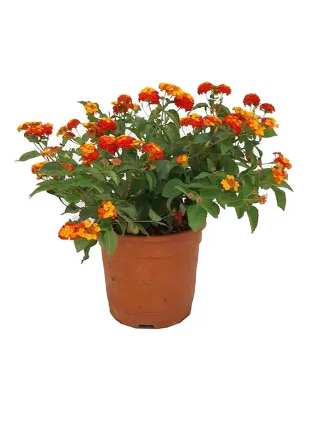 Lantana