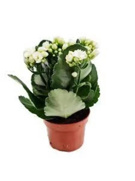 Kalanchoë White