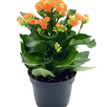 Firenze Bloemenatelier – Handgemaakte Boeketten, Bloemstukken & Planten Kalanchoë Oranje