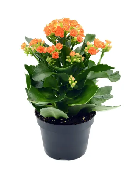 Kalanchoë Oranje