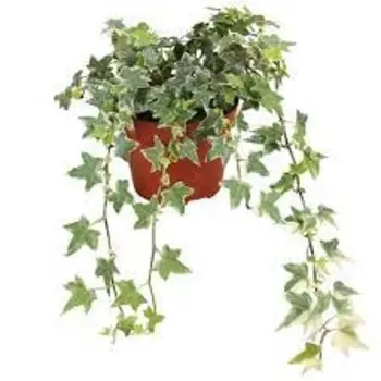 Common ivy – Hedera helix 'White Wonder'