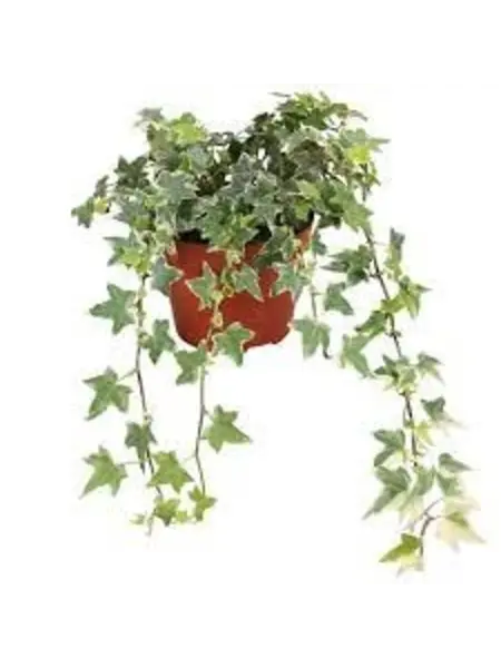 Lierre panaché – Hedera helix 'White Wonder'