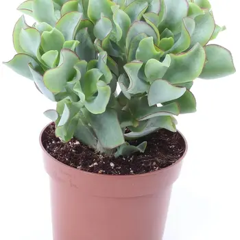 Ripple jade – Crassula undulatifolia 'Magic'