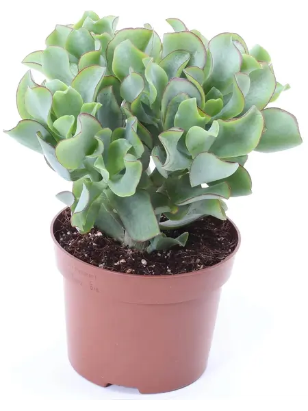 Ripple jade – Crassula undulatifolia 'Magic'