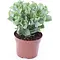  Jadeplant – Crassula undulatifolia 'Magic'