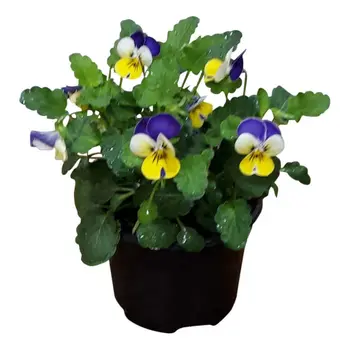 Violettes Violet/jaune/blanc – Viola cornuta