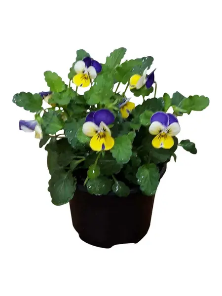 Horned pansy Purple/yellow/white – Viola cornuta