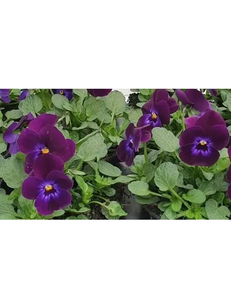Horned pansy Purple – Viola cornuta