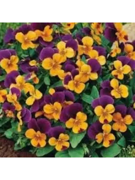 Horned pansy Purple/orange – Viola cornuta