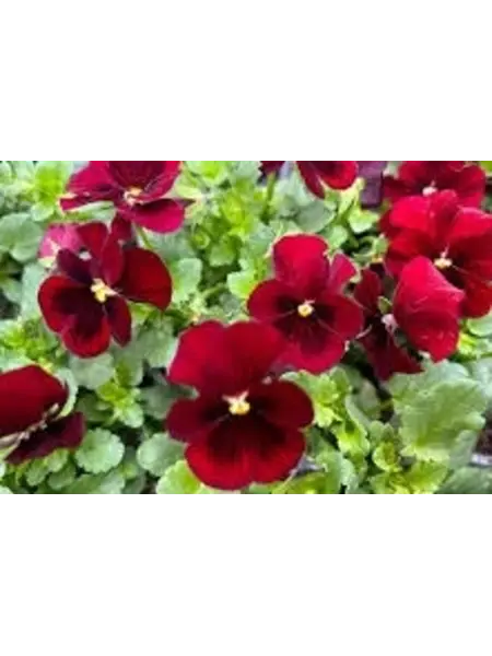 Horned pansy Bordeaux – Viola cornuta