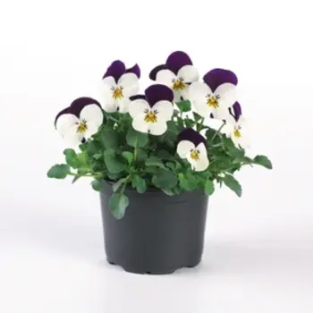 Horned pansy Lilac/White – Viola cornuta