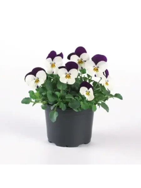 Horned pansy Lilac/White – Viola cornuta