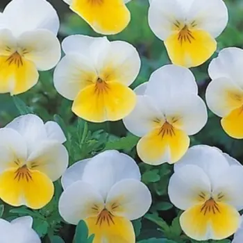 Violettes Jaune/Blanc – Viola cornuta
