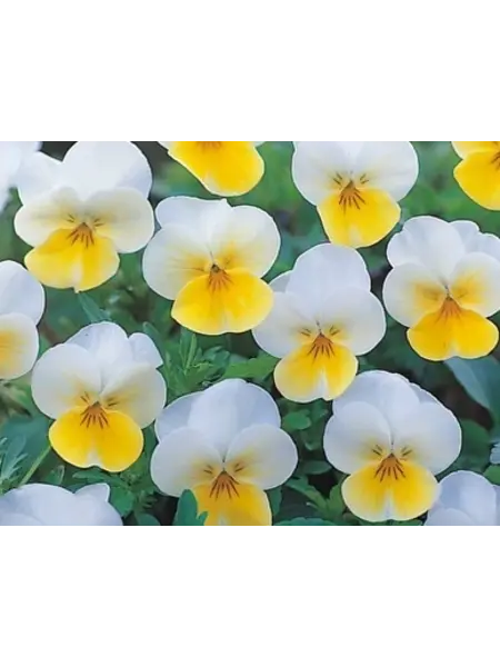 Bosviooltjes Geel/Wit – Viola cornuta