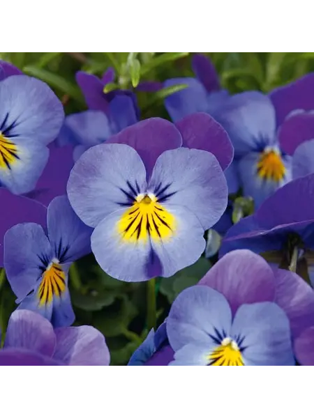 Bosviooltjes Blauw/geel – Viola cornuta