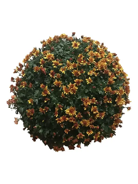 Chrysanths