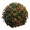  Chrysanths