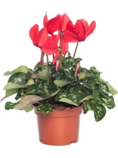 Alpenviool Rood – Cyclaam