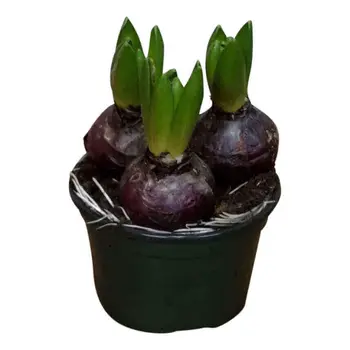 Hyacint Roos – Hyacinthus