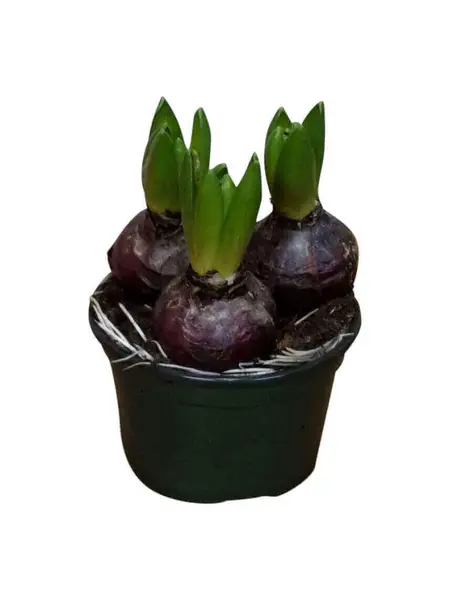 Hyacinth Pink – Hyacinthus