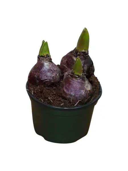 Hyacinth Blue – Hyacinthus