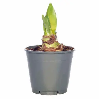 Rode Amaryllis – Hippeastrum