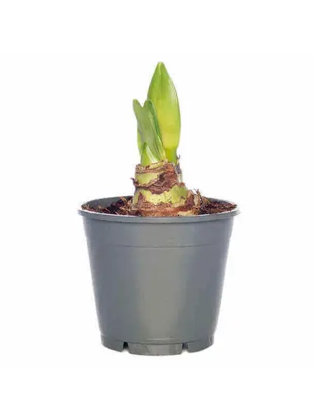 Red Amaryllis – Hippeastrum