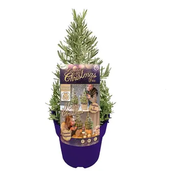 Lavendel Kerstboom – Lavandula angustifolia 'Christmas Tree'