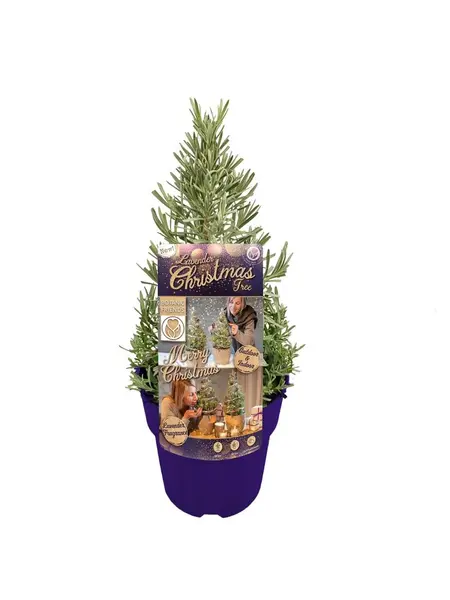 Lavender Christmas tree – Lavandula angustifolia 'Christmas Tree'