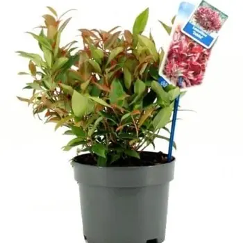 Leucothoe axillaris 'Zeblid'