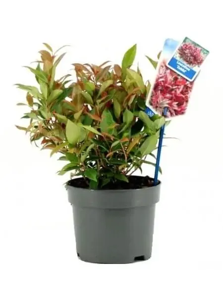 Leucothoe axillaris 'Zeblid'