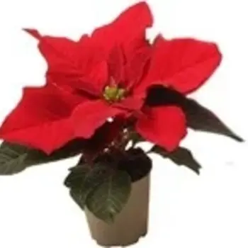 Poinsettia Mini – Euphorbia pulcherrima
