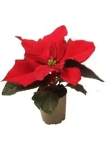 Poinsettia Mini – Euphorbia pulcherrima